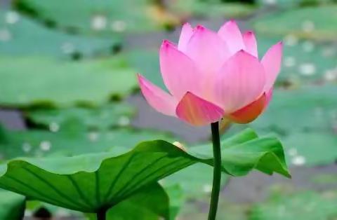 生如夏花～我的抗癌历程和乳腺癌衣食住行