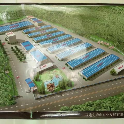 尤溪县大型蛋鸡养殖场，产蛋了！