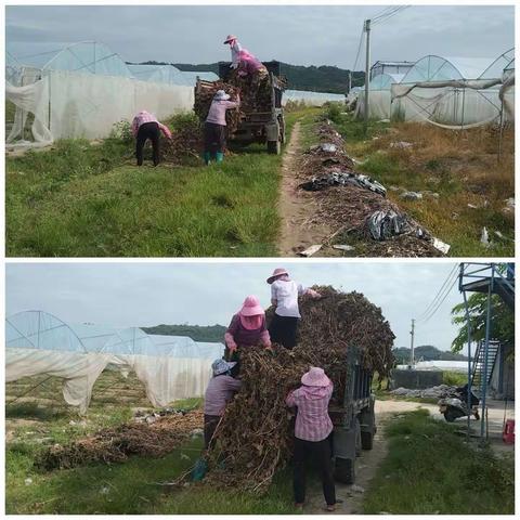 三才镇持续开展田间地头秸秆和废旧地膜清运工作