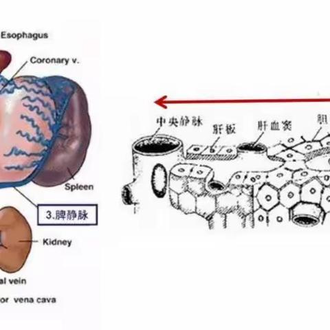肝硬化为何悄然而至？