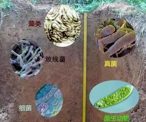 常见农业微生物菌种的分类和功能