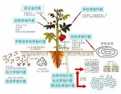 生物农业小知识：农业中常见菌的种类及功能？