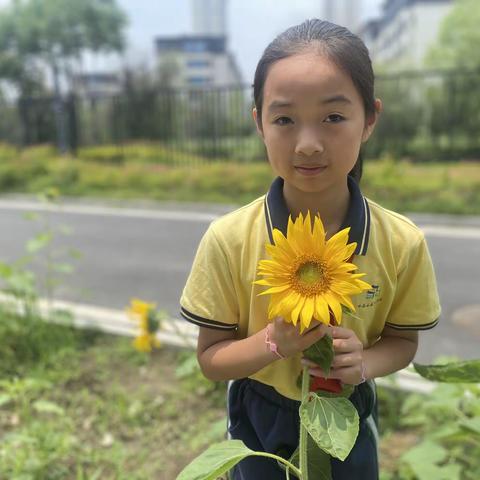 水晶晶生态劳动之“葵花朵朵开 生态劳动润校园”