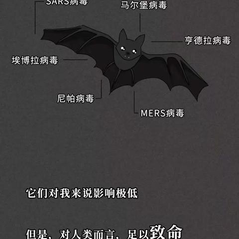 绘本：一只蝙蝠🦇