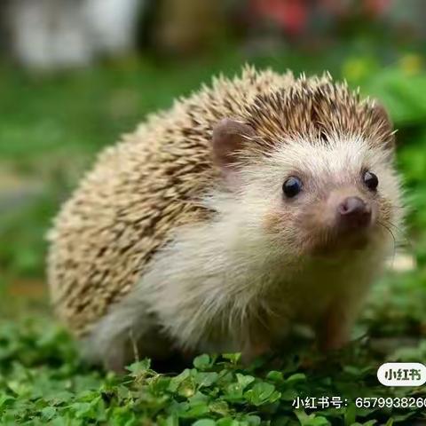 力豆美术大三班第一课时——刺猬🦔