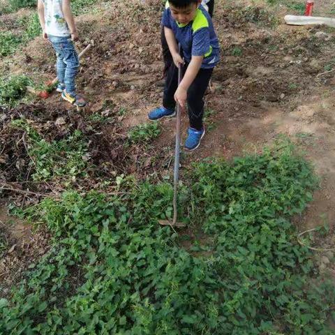 五一劳动节我和弟弟回家帮奶奶去核桃树地里除草，一分耕耘一份收获。希望核桃树快快长大。