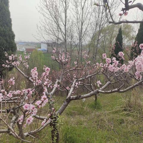 枯河堤岸桃红梨白春来早