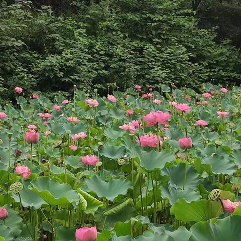 暑假所遇皆幸福~~~~~~记小学一年级暑假生活