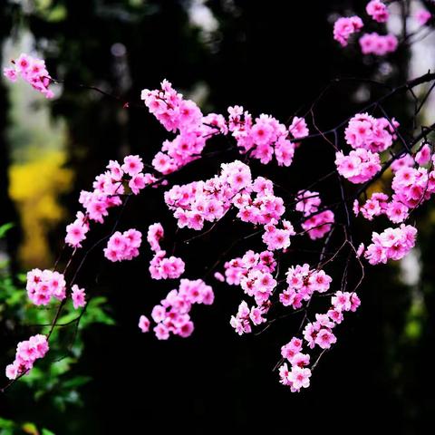 繁花似锦春意浓