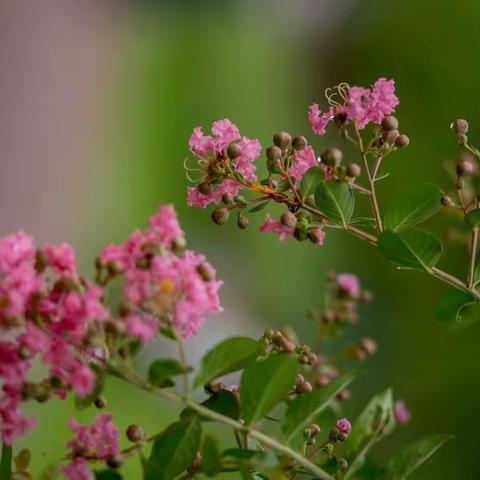 谁道花无红百日，紫薇常放半年花