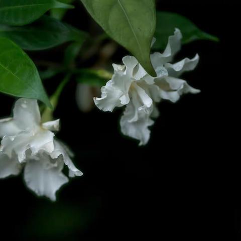 洁白如玉狗牙花，花美名俗靓无暇