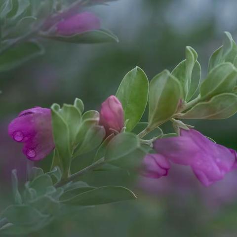 风起花舞——红花玉芙蓉