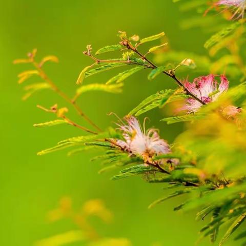 六月的风和六月的花