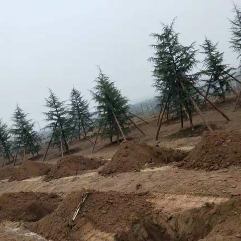 西庄镇农办春季国道绿化工作动态