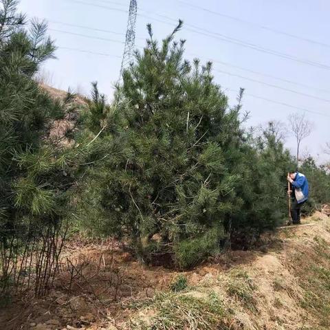 西庄镇农办春季国道绿化工作动态