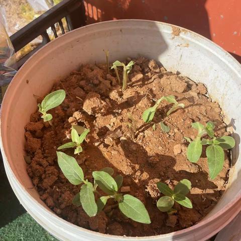 保护向日葵🌻行动