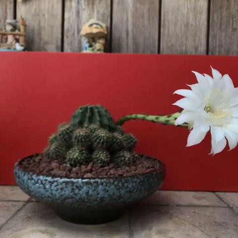 萌肉迷-第1周第3天打卡