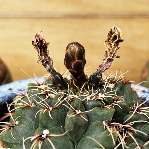 立夏了 盘点一下我养的肉肉