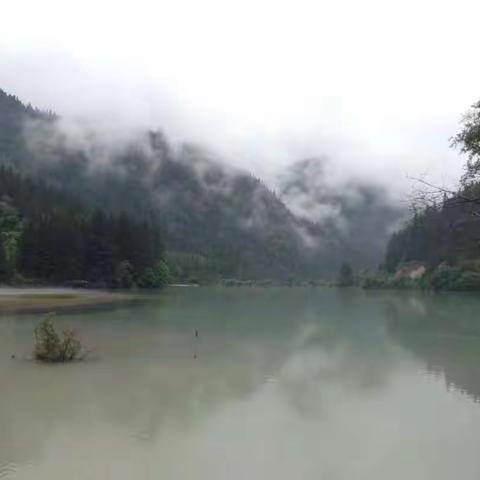 九寨沟（10）箭竹海