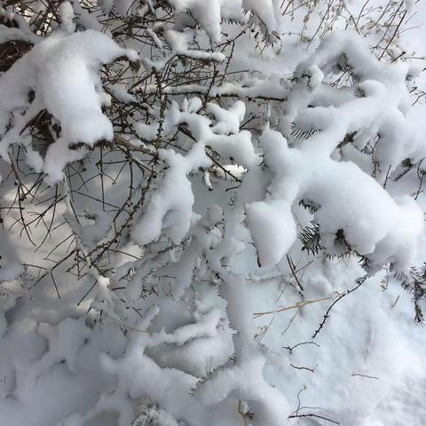 走进雪后净月潭