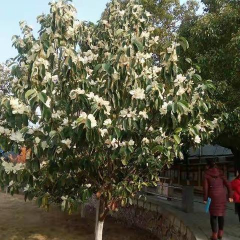 春来树开花