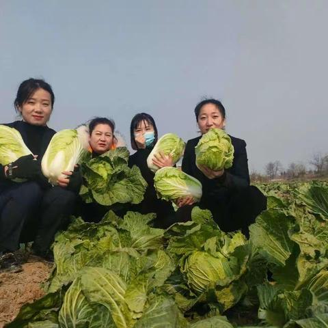 “暖冬送白菜，来年发百财”活动圆满结束啦！🌹