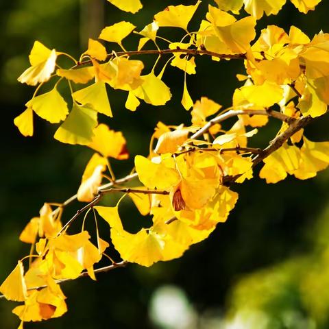 嘉兴菜鸟园区8月工作汇报