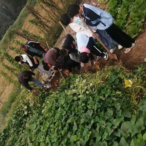 秋收大作战之挖红薯