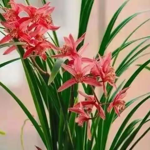 《习联阁》临屏对句练习第十二期（总第五十五期）