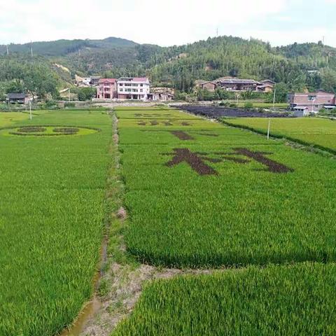 彩色水稻观赏季，悠游下村，欢迎你