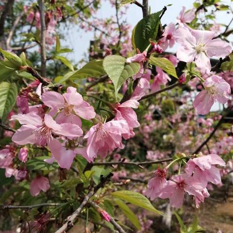 神仙游过的樱花园