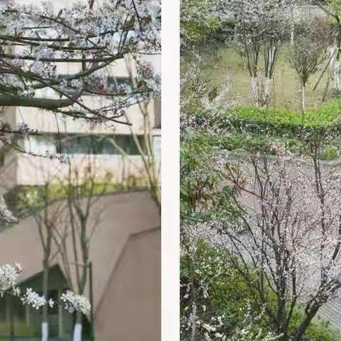 春色满园的巴渝，等不及如期而至的你们