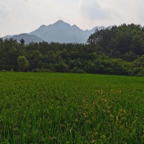 姐妹相约鲁山行   游山玩水好心情