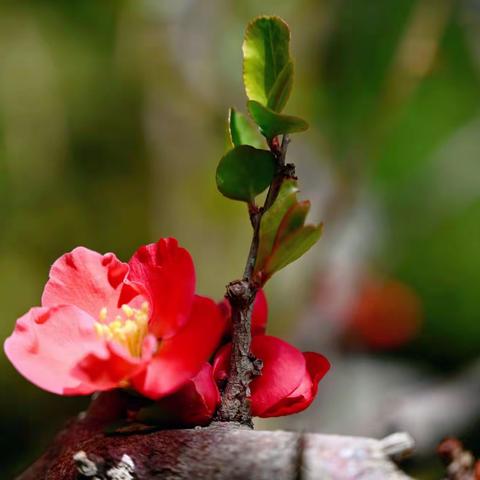 最美人间四月天