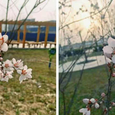 走进春天，寻找春天，期待春天--百尺中心小学南许村小学“寻找春天”项目圆满结束
