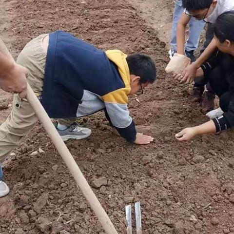 浦阳五小501班学农劳动收获节