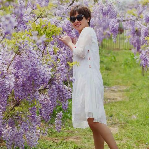 紫藤花开
