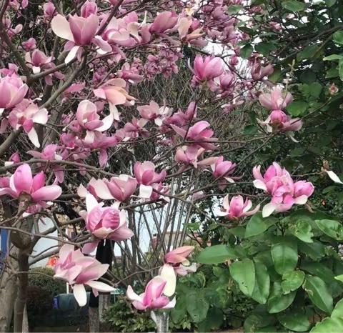 鹧鸪天 紫玉兰 七律 晚霞情思