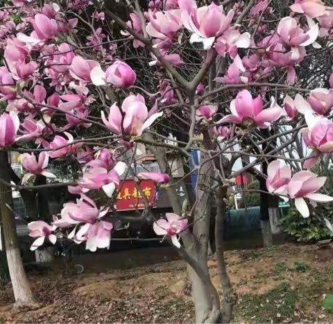 鹧鸪天 紫玉兰 七律 晚霞情思