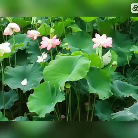 七律二首 游故乡洋沙湖湿地公园 春节团聚话亲情