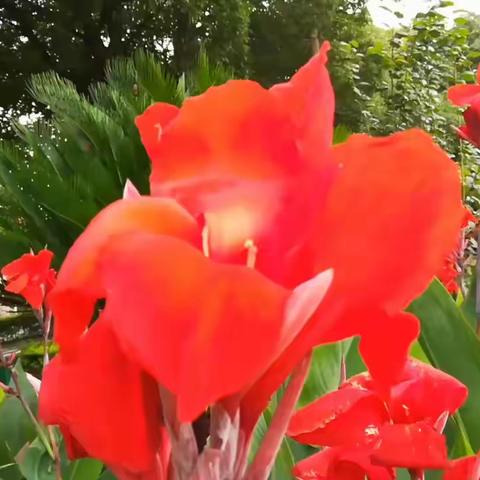 七律 滨江美人蕉