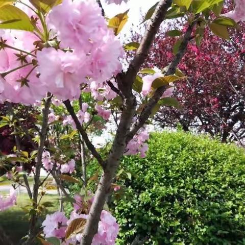 鹧鸪天 春思 七律 春满东湖