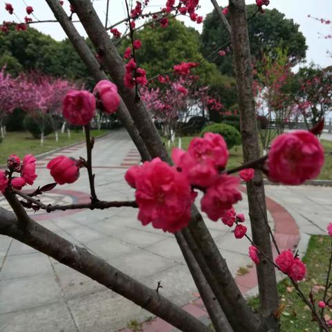 七绝《春满江南处处情》四首