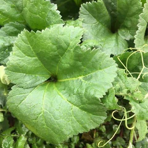 雨🌧️中的菜园子