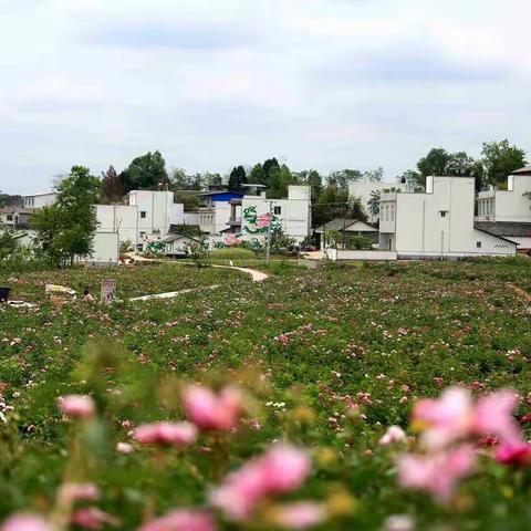 鲜花盛开的村庄——走进中江凡龙花千谷