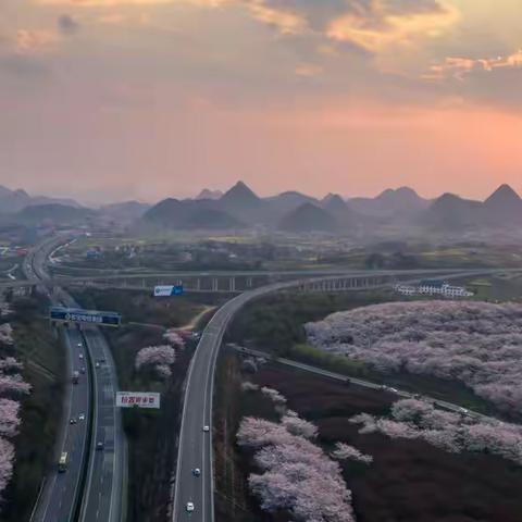 平坝归来不看花，万亩樱林没虚名。