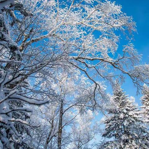 穿越林海雪原