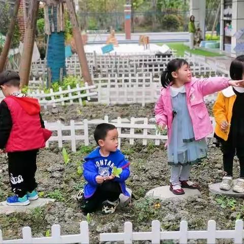 【西宝当家】｜番茄红了——小二班