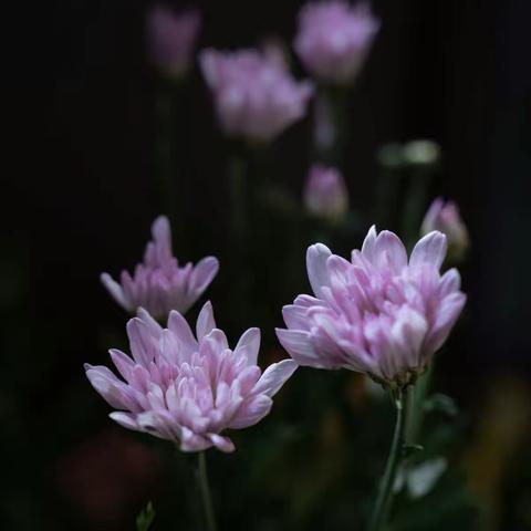 花道