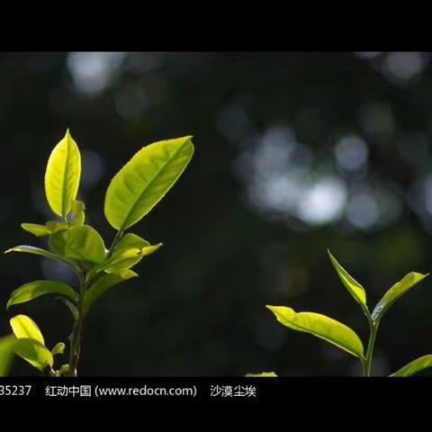 676   茶之断想（四题）